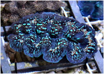 http://animal-world.com/encyclo/reef/clams/images/CroceaClam_TridacnaCroceaTRCl_Cn1245.jpg