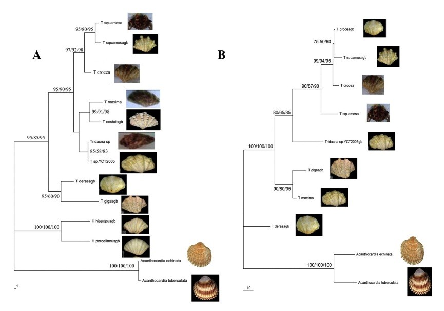 Description: Phylogenetic tree trai tai tuong CO1 16S